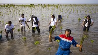 Mereka tampak antusias untuk menjaga dan melestarikan mangrove guna mencegah kerusakan alam hingga lingkungan.