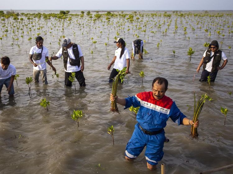 Jaga Kelestarian Mangrove di Pesisir Indramayu