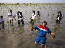 Jaga Kelestarian Mangrove di Pesisir Indramayu