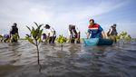Jaga Kelestarian Mangrove di Pesisir Indramayu