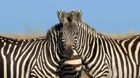 Nikon Comedy Wildlife Awards 2024