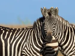 Karya Finalis Kontes Foto Kocak Hewan Bikin Ngakak