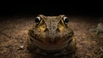 Senyum canggung sang katak. Karya: Kingston Tam. Foto: Nikon Comedy Wildlife Awards