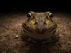 Karya Finalis Kontes Foto Kocak Hewan Bikin Ngakak