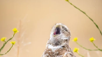 Pavarotti Burung Hantu karya Fred Amico Foto: Nikon Comedy Wildlife Awards