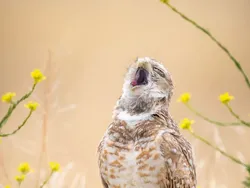 Karya Finalis Kontes Foto Kocak Hewan Bikin Ngakak