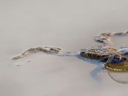 Karya Finalis Kontes Foto Kocak Hewan Bikin Ngakak