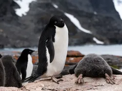 Karya Finalis Kontes Foto Kocak Hewan Bikin Ngakak