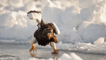 Elang laut Steller di es laut yang hanyut di lepas pantai Rausu, Hokkaido, Jepang karya: Mark Meth-Cohn Foto: Nikon Comedy Wildlife Awards