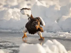 Karya Finalis Kontes Foto Kocak Hewan Bikin Ngakak