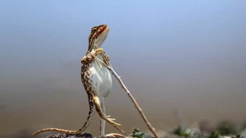 Kadal bertenggorokan kipas hanya ditemukan di anak benua India, di mana mereka telah berevolusi di bawah pengaruh perubahan iklim. Kadal betina tidak memiliki kipas, sementara kadal jantan mengembang kantong leher mereka untuk menarik betina di musim panas. Inilah betina, berdiri tegak untuk menghindari panasnya musim panas karya: Sanjay Patil Foto: Nikon Comedy Wildlife Awards