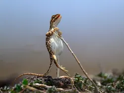 Karya Finalis Kontes Foto Kocak Hewan Bikin Ngakak