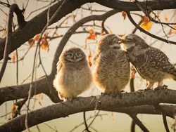 Karya Finalis Kontes Foto Kocak Hewan Bikin Ngakak
