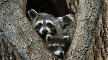 Seekor rakun kecil berbisik di telinga ibunya di Jerman karya: Jan Piecha Foto: Nikon Comedy Wildlife Awards