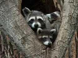 Karya Finalis Kontes Foto Kocak Hewan Bikin Ngakak