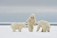 Nikon Comedy Wildlife Awards 2024