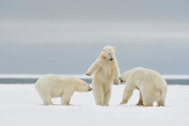 Nikon Comedy Wildlife Awards 2024