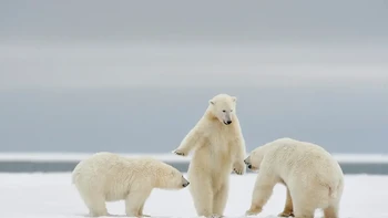 Hajime adalah istilah yang digunakan oleh wasit dalam Judo untuk mengundang lawan untuk memulai pertarungan. Di sini, beruang kutub yang berdiri tampaknya mengadopsi gerakan untuk mempersiapkan beruang lain untuk bertarung (Sua perlindungan satwa liar Arktik, Alaska). Karya: Philippe Ricordel Foto: Nikon Comedy Wildlife Awards