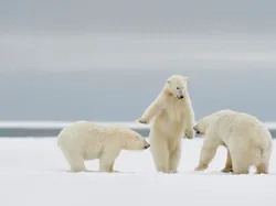 Karya Finalis Kontes Foto Kocak Hewan Bikin Ngakak