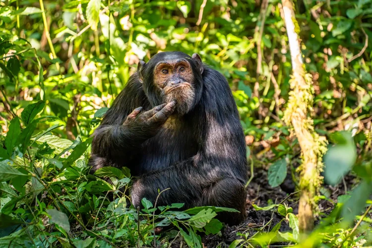 Nikon Comedy Wildlife Awards 2024