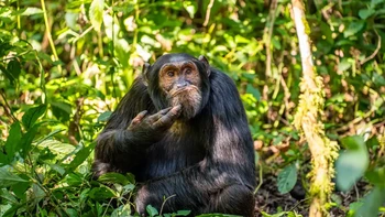 Foto ini diambil di hutan Uganda ketika mengikuti sekelompok sekitar 50 simpanse. Mereka jelas memikirkan seberapa dekat simpanse dengan manusia. Karya: Arvind Mohandas Foto: Nikon Comedy Wildlife Awards