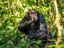 Karya Finalis Kontes Foto Kocak Hewan Bikin Ngakak