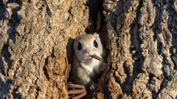 Tupai terbang ini di Hokkaido, Jepang, terlihat seperti sedang menghisap cerutu, seperti bos mafia. Karya: Takashi Kubo Foto: Nikon Comedy Wildlife Awards