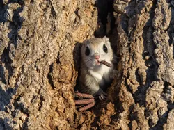 Karya Finalis Kontes Foto Kocak Hewan Bikin Ngakak