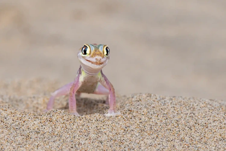 Nikon Comedy Wildlife Awards 2024
