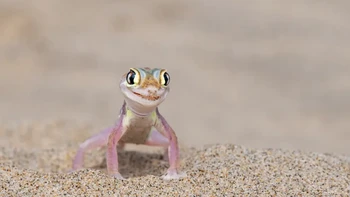 Di pasir gurun, tokek pasir Namib tiba-tiba muncul dengan senyum di wajahnya. Posisinya dengan sempurna, berpose untuk potret yang layak untuk sampul Geografi Nasional, seolah-olah mengatakan: Saya siap untuk sampul saya! (Pelabuhan Sandwich, Namibia) Karya: Michela Bordoli Foto: Nikon Comedy Wildlife Awards