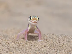 Karya Finalis Kontes Foto Kocak Hewan Bikin Ngakak