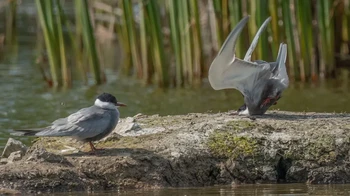 Akibat salah perhitungan saat landing. Karua Damyan Petkov. Foto: Nikon Comedy Wildlife Awards
