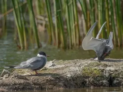 Karya Finalis Kontes Foto Kocak Hewan Bikin Ngakak