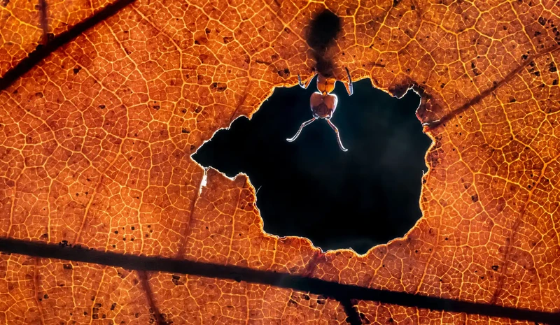 Nikon Comedy Wildlife Awards 2024