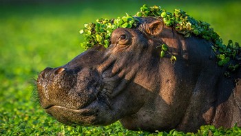 Aku Terlalu Seksi untuk Cintaku. Karya: Artur Stankiewicz Foto: Nikon Comedy Wildlife Awards