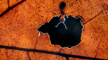 ‘Hello, World’ karya Alex Pansier Foto: Nikon Comedy Wildlife Awards