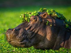 Karya Finalis Kontes Foto Kocak Hewan Bikin Ngakak