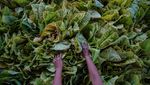 Potret Panen Raya Tembakau di Lumajang, Harga Naik Jadi Rp 65 Ribu/Kg