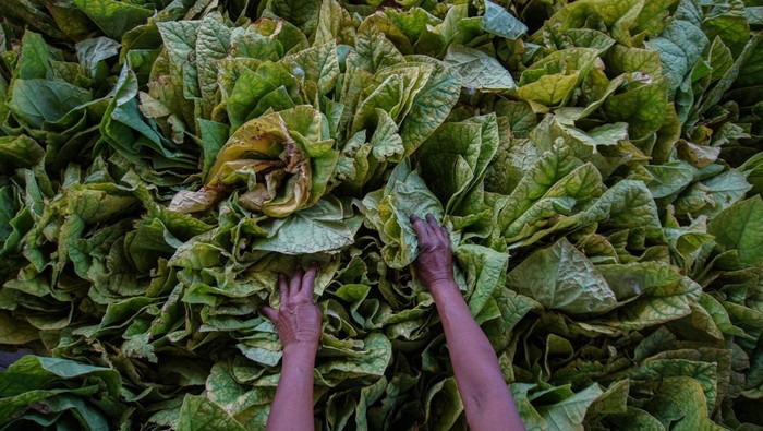 Seorang warga memilah tembakau jenis Kasturi hasil panen di Lumajang, Jawa Timur, Kamis (10/10/2024). Harga tembakau kering tingkat petani di wilayah tersebut mengalami kenaikan menjadi Rp65 ribu per kg pada panen raya 2024 dibandingkan tahun sebelumnya Rp60 ribu per kg karena peningkatan kualitas tembakau di musim kemarau tahun ini. ANTARA FOTO/Irfan Sumanjaya/nym.