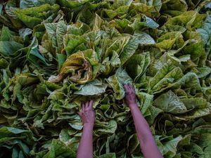 Rencana Kemasan Polos Rokok Bikin Petani Tembakau Resah