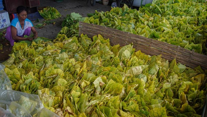 Seorang warga memilah tembakau jenis Kasturi hasil panen di Lumajang, Jawa Timur, Kamis (10/10/2024). Harga tembakau kering tingkat petani di wilayah tersebut mengalami kenaikan menjadi Rp65 ribu per kg pada panen raya 2024 dibandingkan tahun sebelumnya Rp60 ribu per kg karena peningkatan kualitas tembakau di musim kemarau tahun ini. ANTARA FOTO/Irfan Sumanjaya/nym.