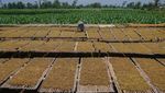 Potret Panen Raya Tembakau di Lumajang, Harga Naik Jadi Rp 65 Ribu/Kg