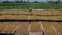 Kenaikan ini karena peningkatan kualitas tembakau di musim kemarau tahun ini.   