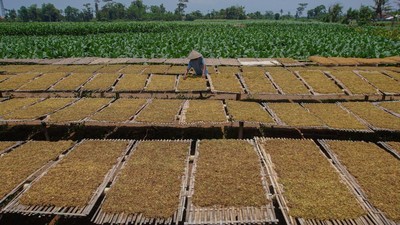 Potret Panen Raya Tembakau di Lumajang, Harga Naik Jadi Rp 65 Ribu/Kg
