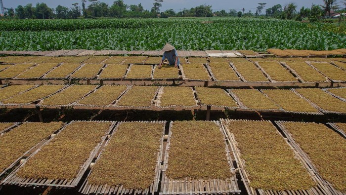 Seorang warga memilah tembakau jenis Kasturi hasil panen di Lumajang, Jawa Timur, Kamis (10/10/2024). Harga tembakau kering tingkat petani di wilayah tersebut mengalami kenaikan menjadi Rp65 ribu per kg pada panen raya 2024 dibandingkan tahun sebelumnya Rp60 ribu per kg karena peningkatan kualitas tembakau di musim kemarau tahun ini. ANTARA FOTO/Irfan Sumanjaya/nym.