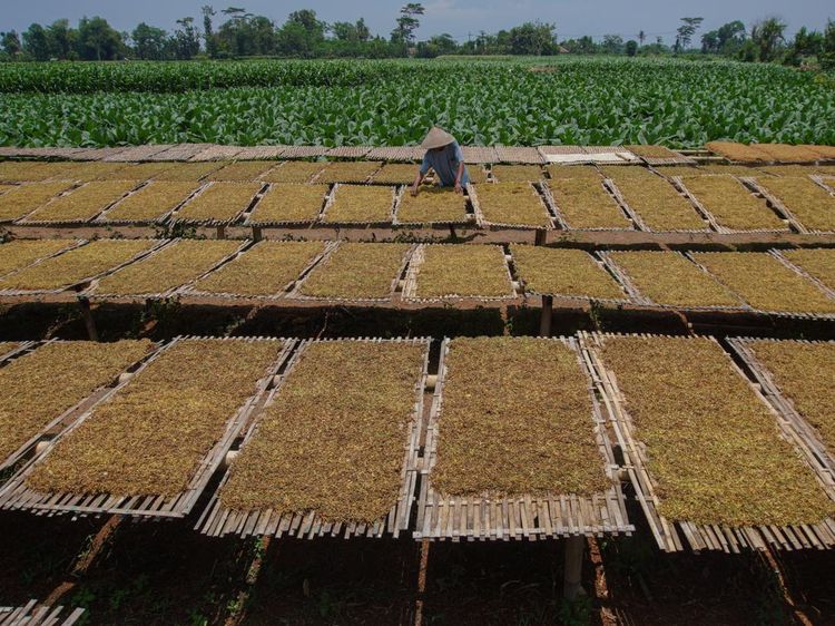 Potret Panen Raya Tembakau di Lumajang, Harga Naik Jadi Rp 65 Ribu/Kg