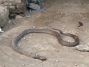 Pencinta Satwa Sebut Ada Kemungkinan Kalasan Jadi Habitat King Cobra