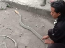 Teror King Cobra Hantui Warga Kalasan Sleman