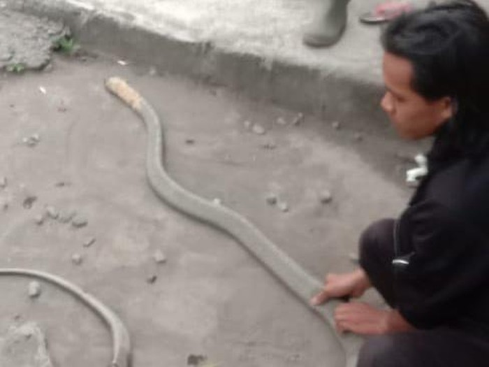 Petugas Damkar Sleman mendatangi lokasi temuan ular kobra 2,5 meter di Kalasan, Sleman. Ular ini sudah mati dibantai warga saat akan dievakuasi.
