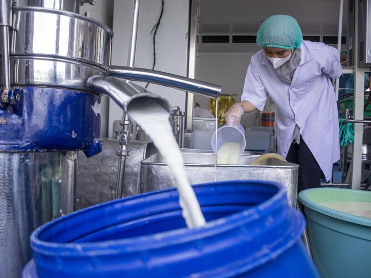 Mengintip Proses Pembuatan Keju Mozarella